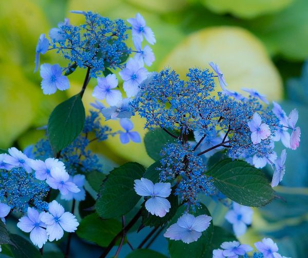 Gulin, Sylvia 아티스트의 USA-Washington State-Pacific Northwest-Sammamish blue Hydrangea in our garden작품입니다.